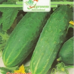 Seminte legume - Castraveti Delikatess
