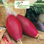 Seminte legume - Ceapa Rosie Tropeana Lunga