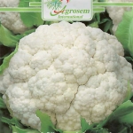 Seminte legume - Conopida Snow Ball X