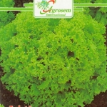 Soi de salata cu frunze de culoare verde deschis