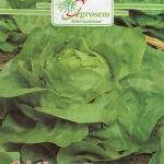 Seminte legume - Salata S. Anna