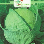 Seminte legume - Varza Vara Glory Of Enkhuizen